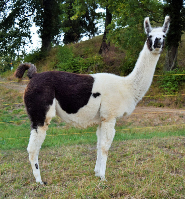 Sélina (2)